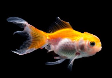 Understanding Goldfish Head Growth: The Phenomenon of Big Foreheads