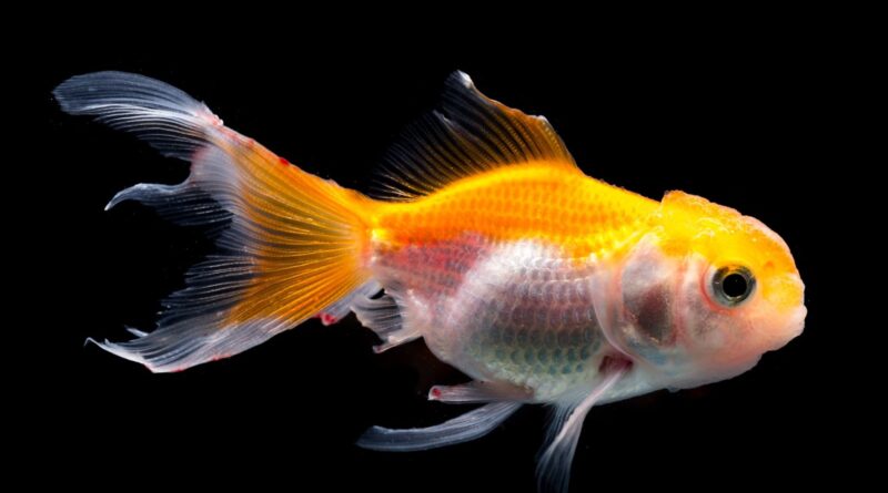 Understanding Goldfish Head Growth: The Phenomenon of Big Foreheads