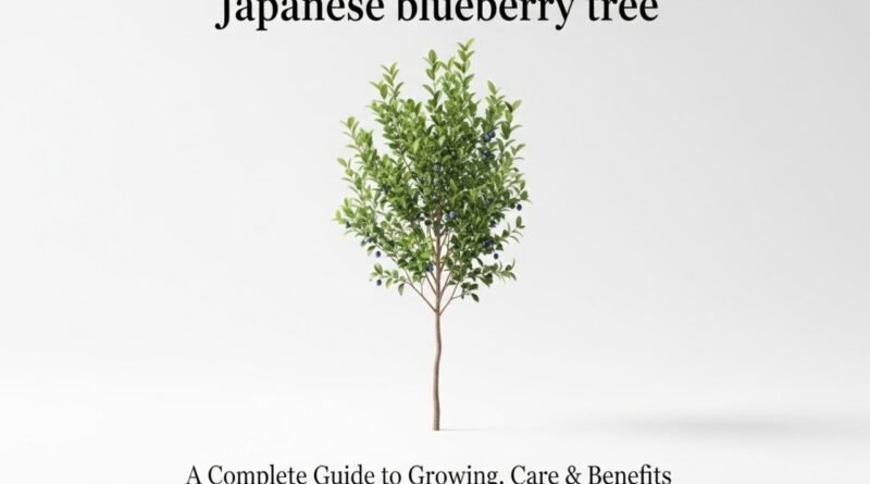 Japanese blueberry tree