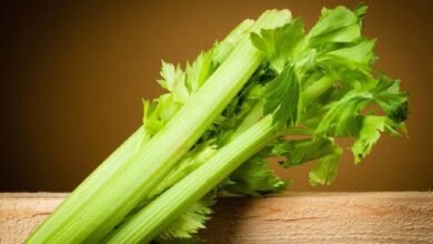 Pravi Celer: Meaning, Philosophy, and Purposeful Speed